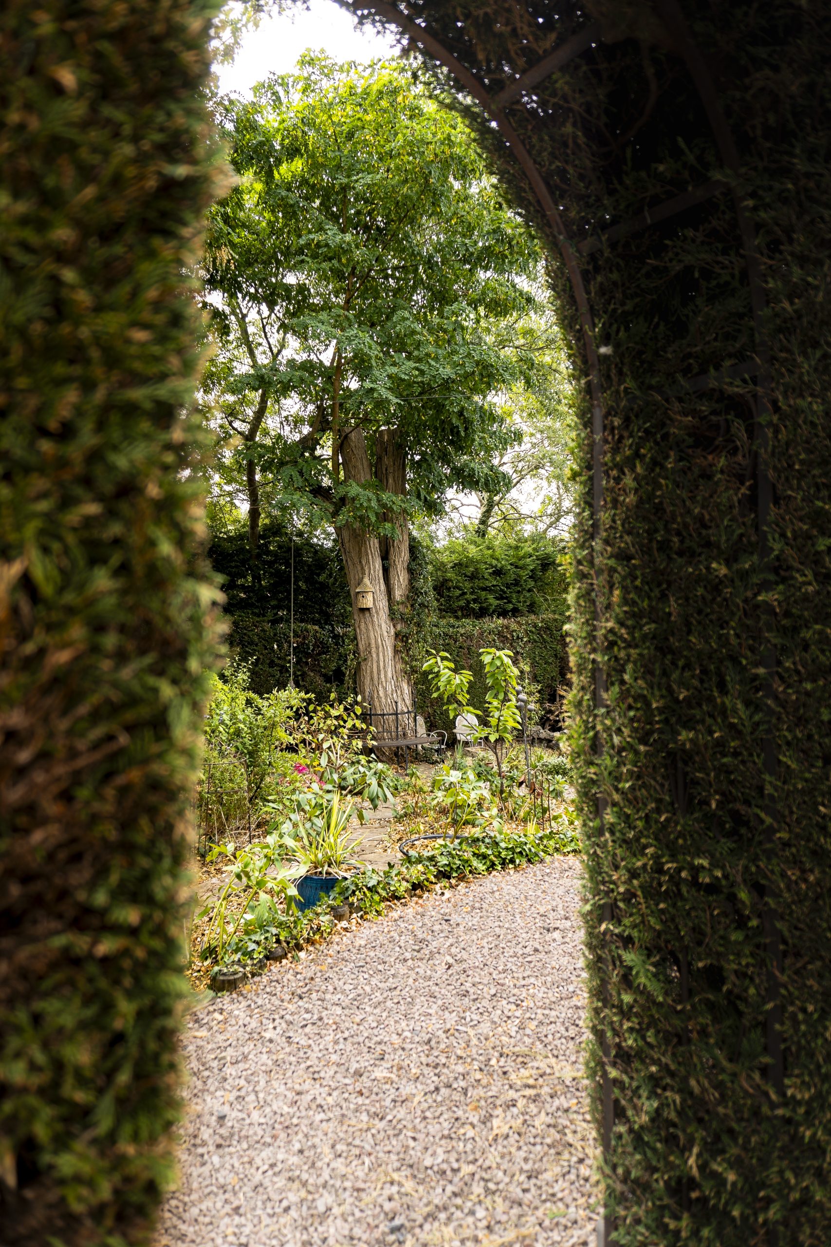 Established garden viewed through a sculpted arched hedge